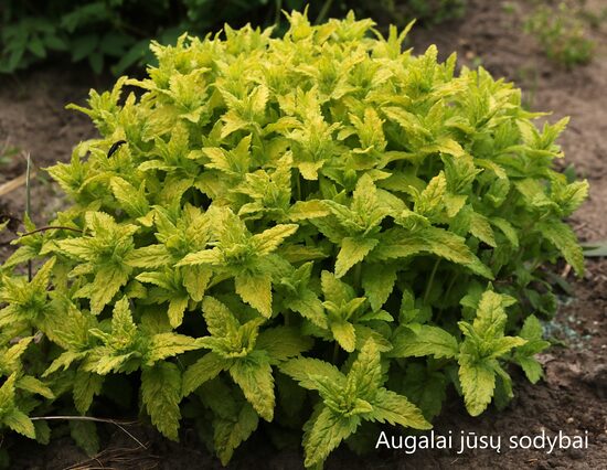 Veronikos , Veronikūnai